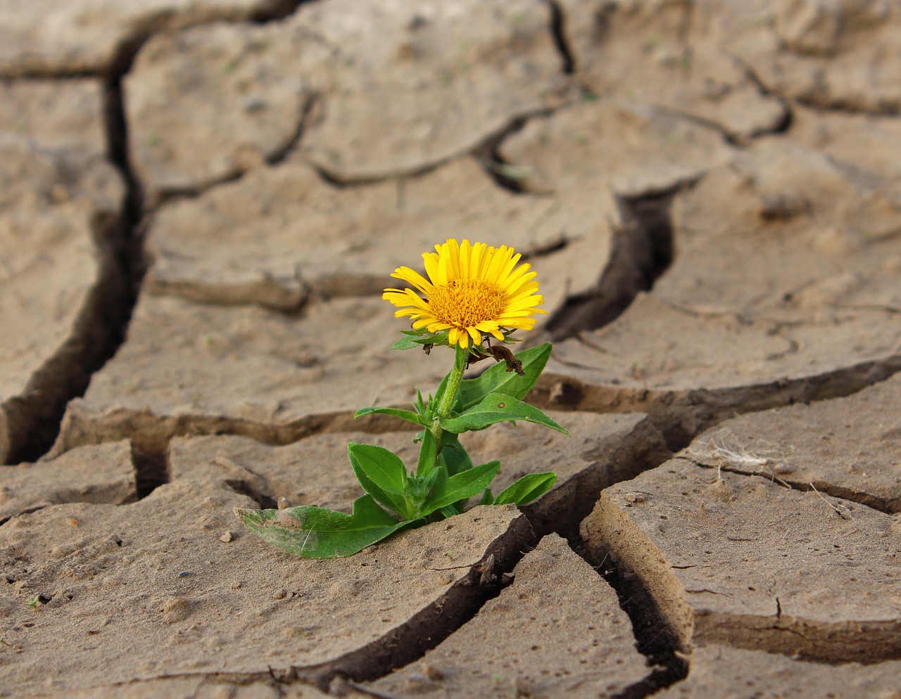 www.pixabay.com