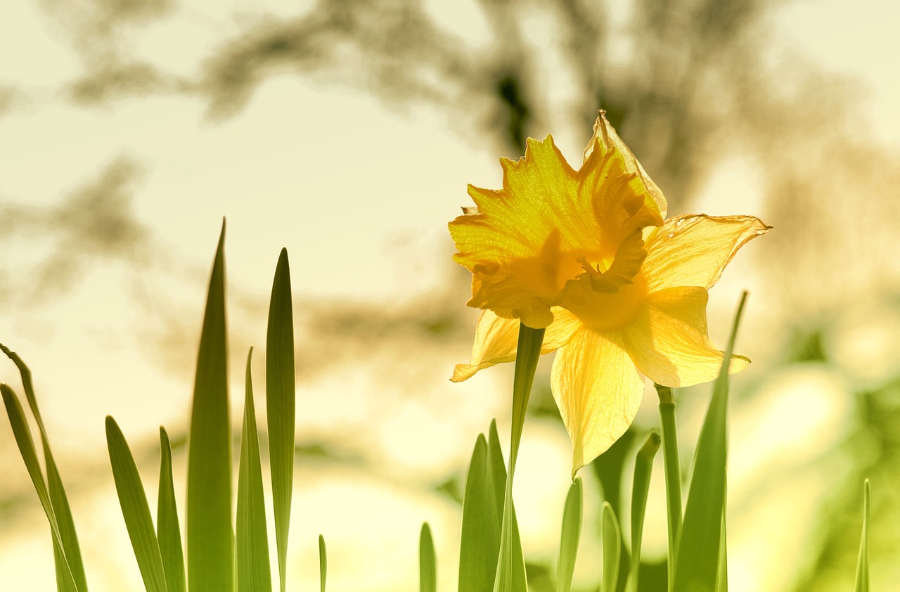 www.pixabay.com