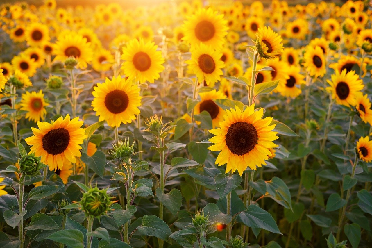 www.pixabay.com